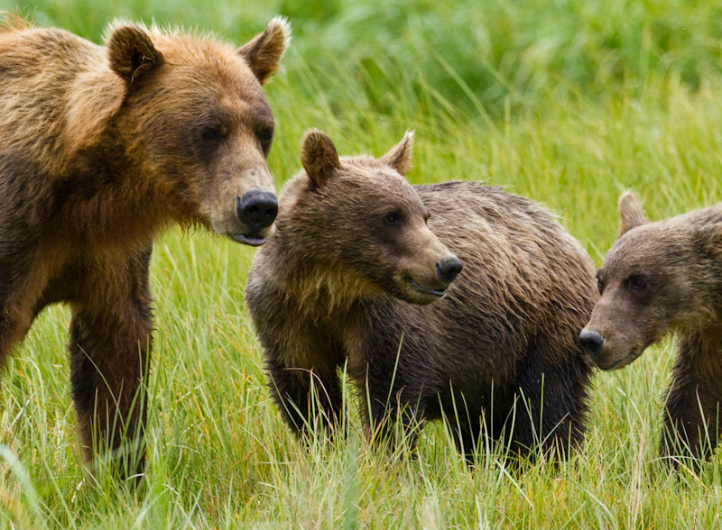 Grizzly Bear Sow And Cubs